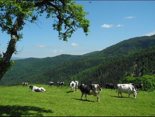 Die Milchkuehe auf der Weide Die Milchkuehe auf der Weide