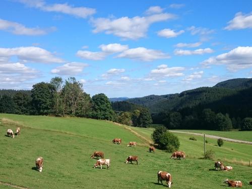 Gelassen auf der Weide Gelassen auf der Weide