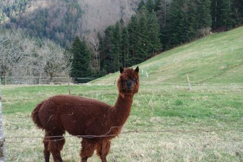 Alpakas auf dem Eckpeterhof