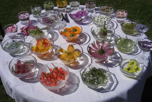 In unserem Garten wachsen unzählige Gewürze und Kräuter.