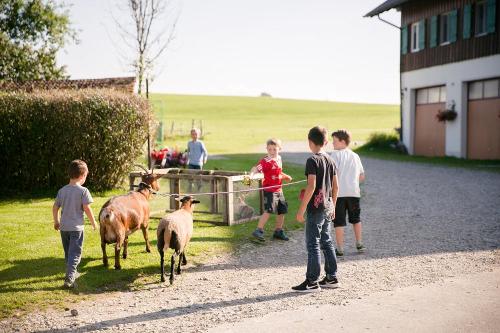 Unsere Ziegen beim Gassi gehen