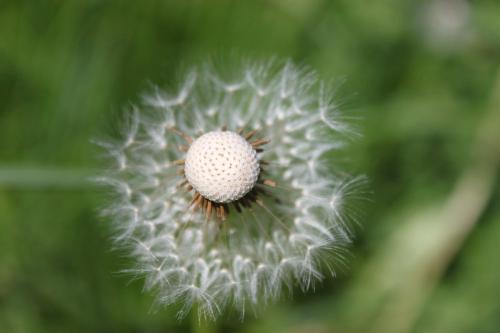 Löwenzahn - Pusteblume