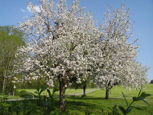 bei uns im Frühling