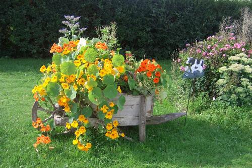 Bei uns im Garten