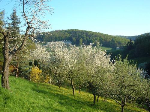 Kirschblüte im Wolfstal