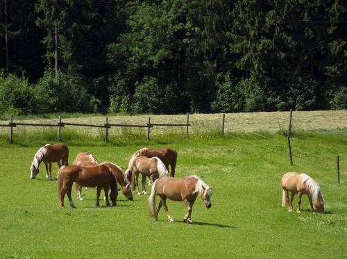 Unsere Haflingerpferde genießen die Sonne