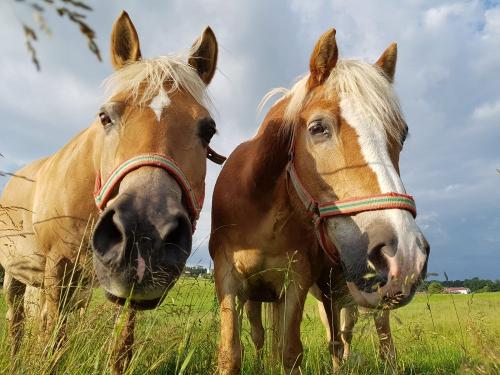 Unsere Haflinger Nilosch und Nixon