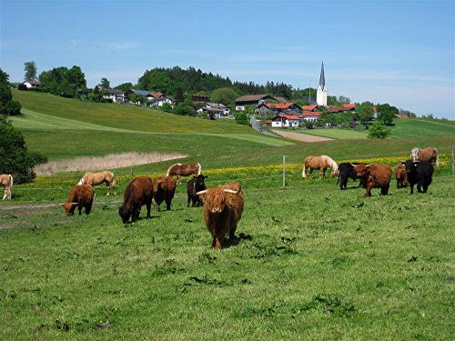 Unsere schottischen Hochlandrinder