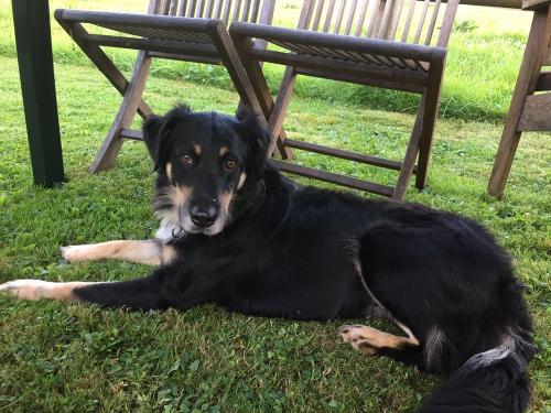 Unser Hofhund Bella