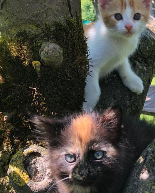 Unsere Katzen Sherlock und Minka