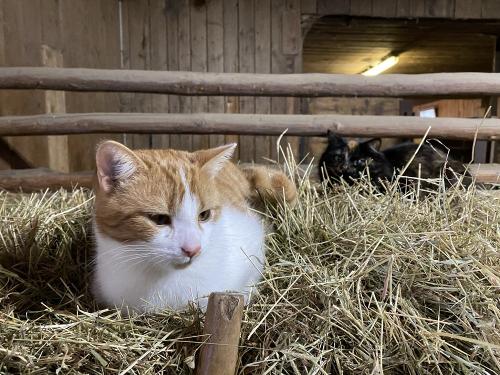 Katze Minka und Kater Sherlock