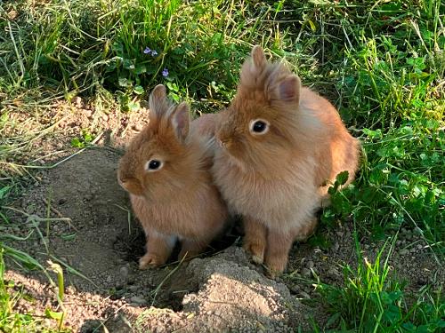 Unsere Hasen