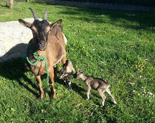 ziegenbabies1