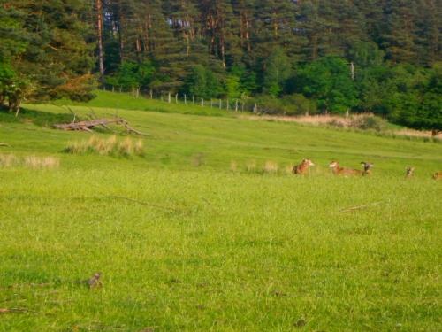 Sommerbild
