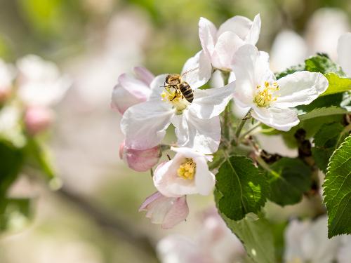 Biene in Apfelblüte