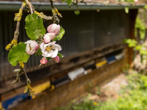 Bienenhaus