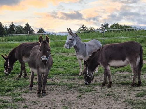 Eselfamilie