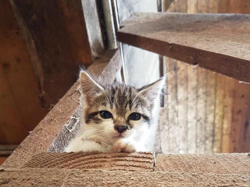Katzen Abenteuer