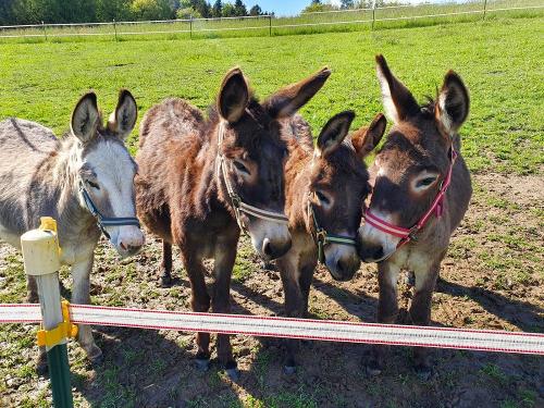 Eselfamilie