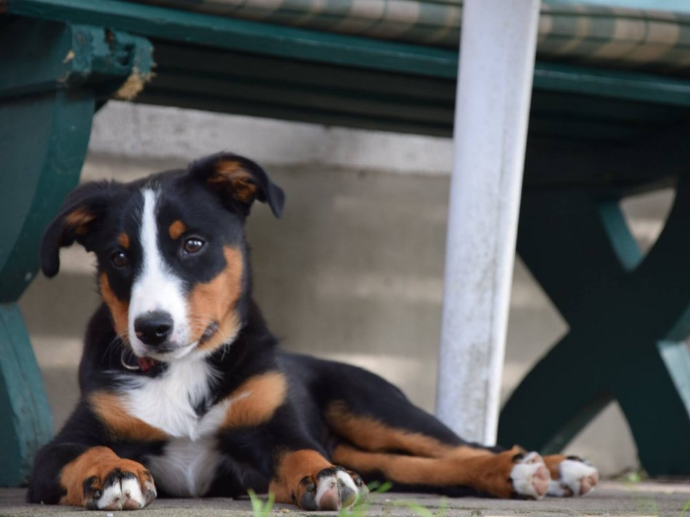 Unser Haus- und Hofhund Unser Haus- und Hofhund