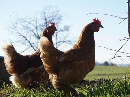 Glückliche Hühner Glückliche Hühner