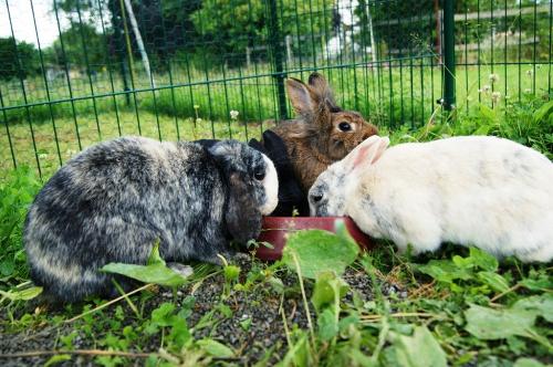 Hasen im Kleintiergehege