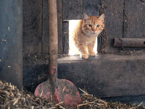 Kater Albert