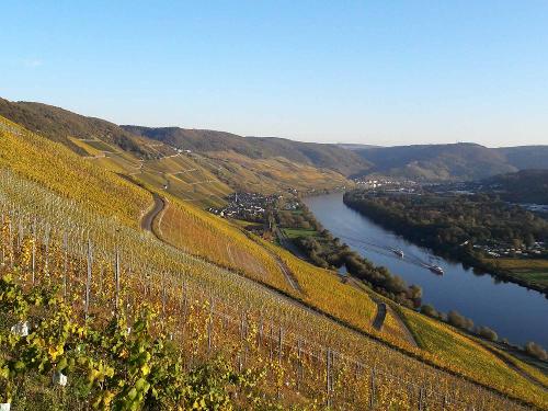 Weinberge an der Mosel bei Wehlen