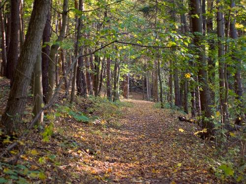 Waldspaziergang