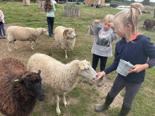 morgendliche Tierfütterung
