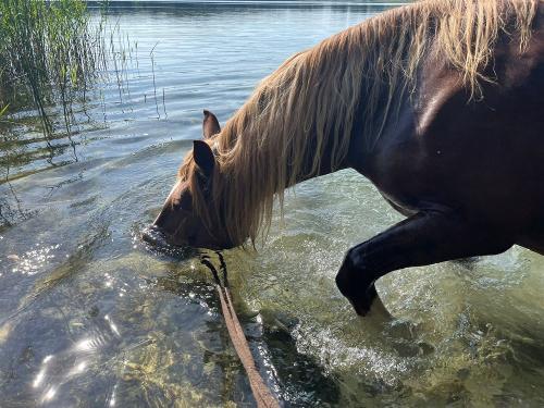 Ausritt zum See