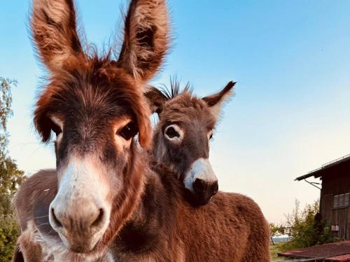 WhatsApp Bild 2025-12-04 um 11-32-40_f92d9c13