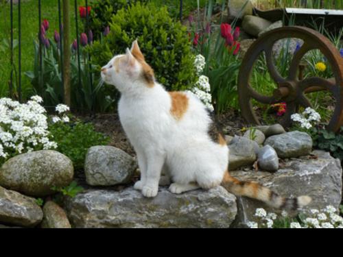 Die Katze Minka