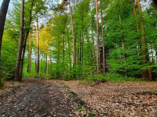 Einladung zum Waldbaden