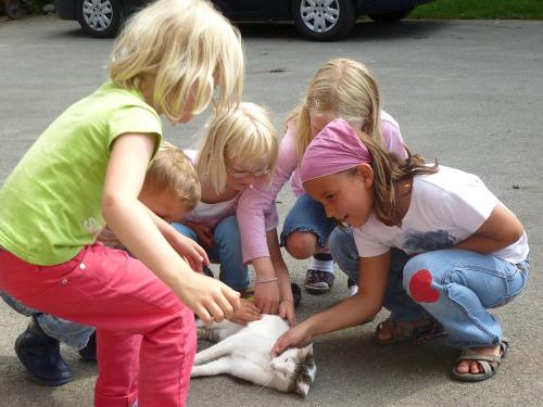 Katzenfreunde