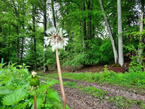 Waldbaden_Kleine Blume ganz groß