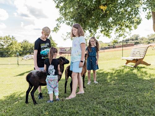 Streicheleinheiten für unsere Schafe