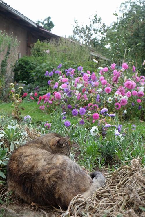 Hofkatze