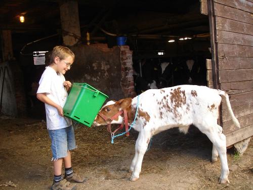 Kälber tränken