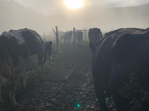 Morgendlicher Weidegang