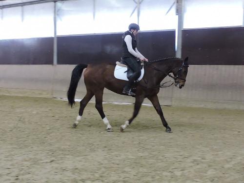 Unsere Pferde Unsere Pferde