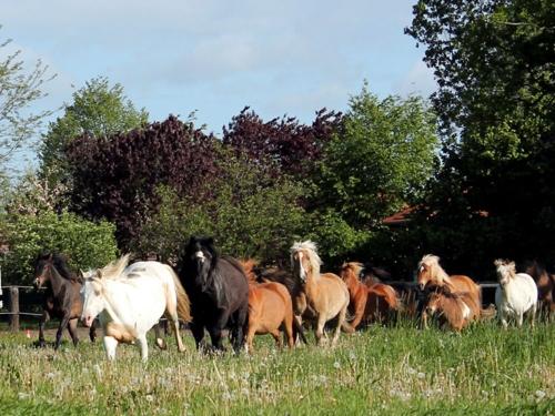 Ponyhof Neuholland