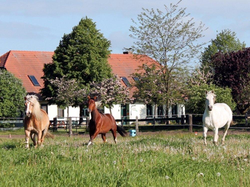 Ponyhof Neuholland Ponyhof Neuholland