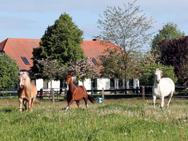 Ponyhof Neuholland