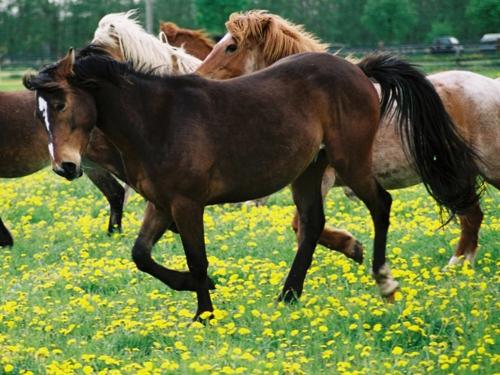 Ponyhof Neuholland