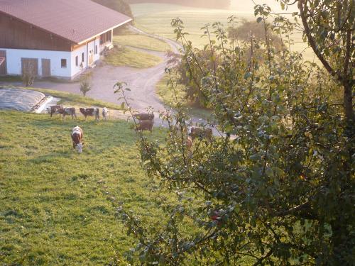 Schusterhof Kuhstall