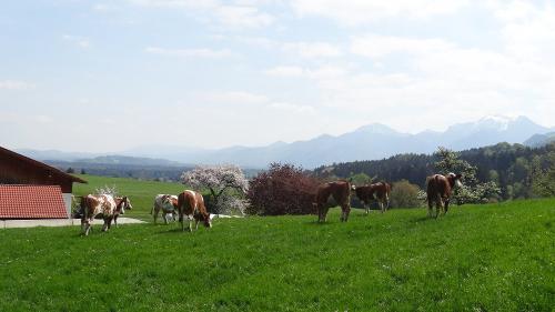 Schusterhof Kaelber 2