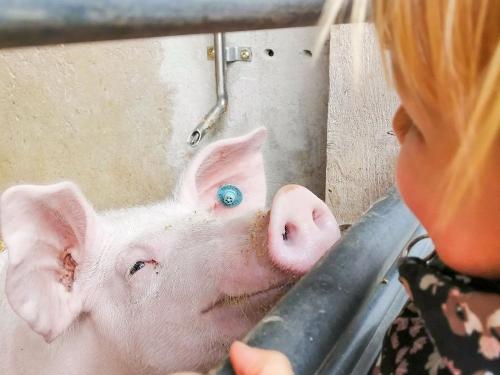 Schusterhof Schweine