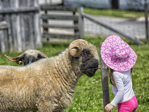 Tierfreundschaft