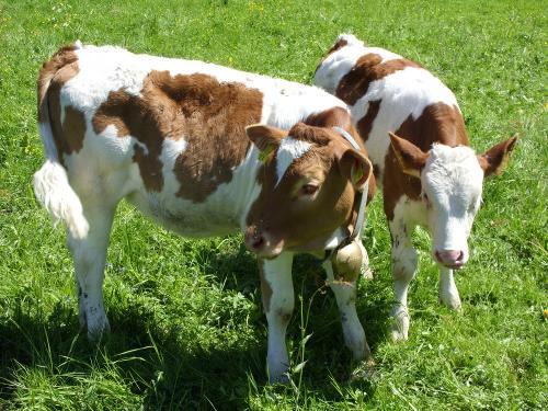 Unsere Kälbchen